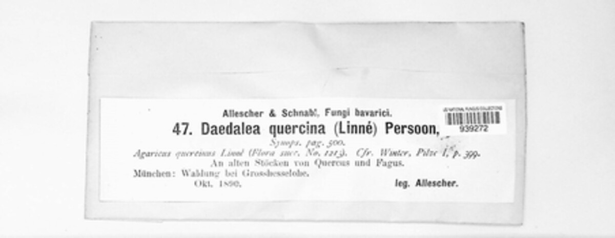 Daedalea image